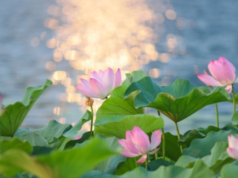 四川遂宁：夏日荷韵浓