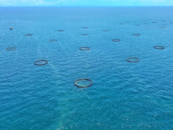 满载而归！北海今年最后一批过冬金鲳鱼开捕