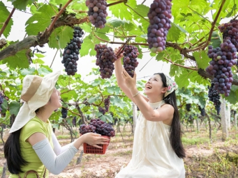 四川广安：葡萄成熟上市 吸引游客采摘
