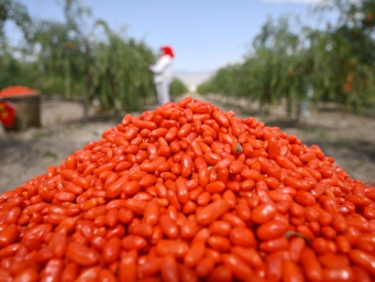 贺兰山下 头茬枸杞迎丰收