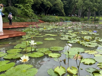 900余株睡莲七夕盛放！周末来南宁人民公园赏花游玩吧